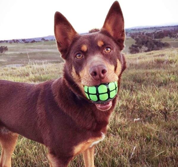 Dawg-Grillz-Dog-Balls-Toys
